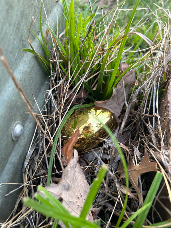Egg 32