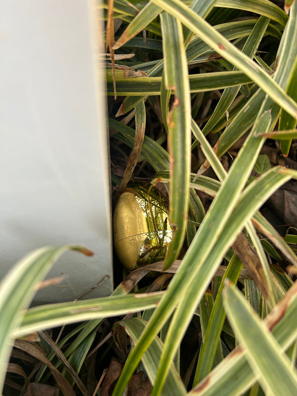 Egg 21