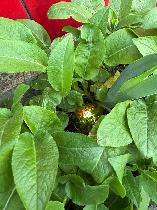 Egg 25