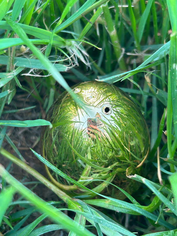 Egg 29