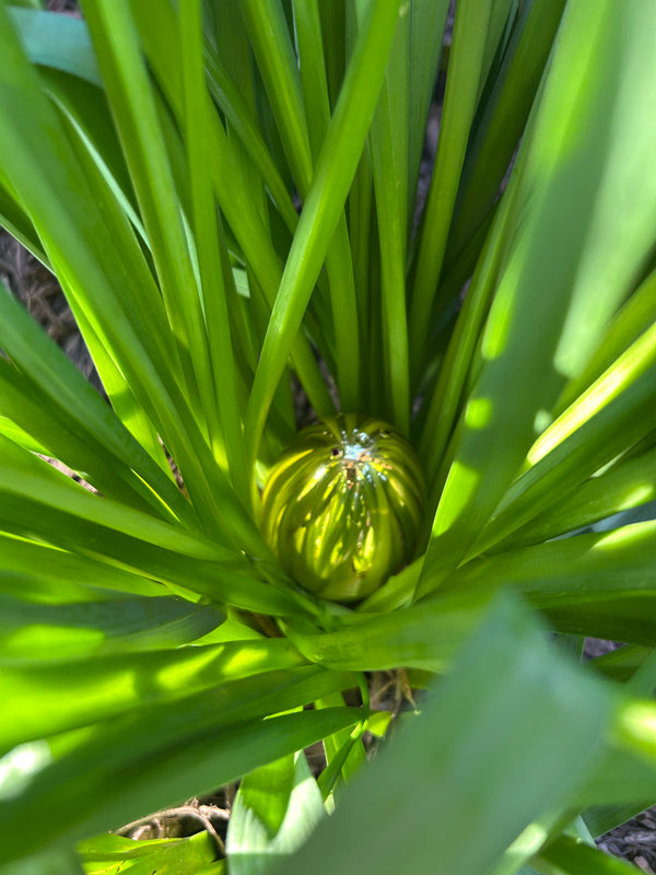 Egg 36